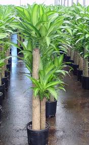 دراسینا نقره‌ای